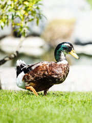 A duck is walking on the grass