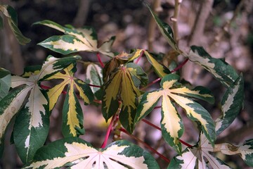 Manihot esculenta &lsquo;Variegata&rsquo; - Variegated Tapioca Plant
