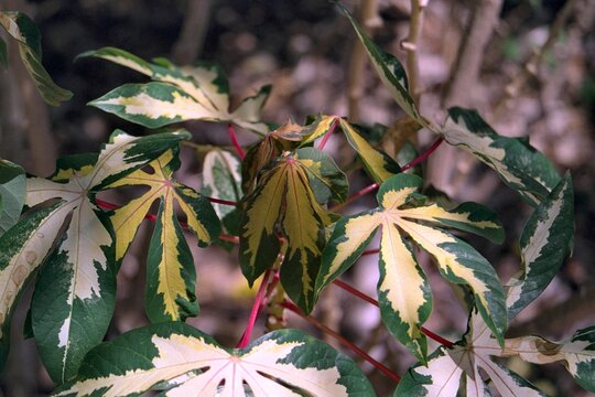 Manihot esculenta &lsquo;Variegata&rsquo; - Variegated Tapioca Plant
