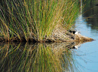 BIRDS- Portugal- Black Winged Stilt on a Nest Beautifully Reflected