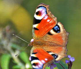 Obraz premium Peacock butterfly (Aglais io) on a flower