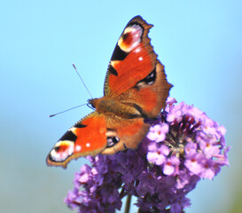 Peacock butterfly (Aglais io) on a flower