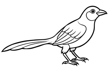 Fototapeta premium Aurelia bird line art white background 