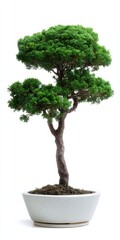Elegant bonsai tree in ceramic pot on white background
