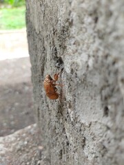 Cicada Shell on Concrete Wall