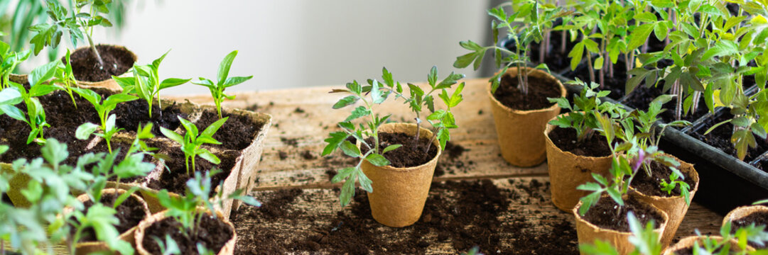 Bright green tomato and pepper seedlings are carefully pricked out from plastic trays and transferred into eco-friendly peat pots on a wooden table in an indoor garden, banner