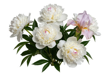Fototapeta premium Lavish bouquet: white peonies, deep green leaves, slender light pink and white iris, isolated on transparent background with copy space, concept of tranquil floral elegance