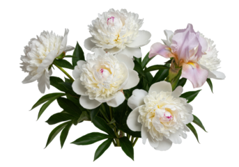 Lavish bouquet: white peonies, deep green leaves, slender light pink and white iris, isolated on transparent background with copy space, concept of tranquil floral elegance