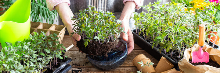 Pricking out, a man transplants young tomato and pepper seedlings into eco pots, transplanting seedlings from plastic containers into peat pots, preparing for spring planting in the ground, banner
