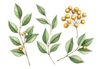 Obraz premium Multiple delicate botanical watercolor sprigs with lush green leaves and vibrant golden berries, each isolated on a transparent background with copy space, serene festive beauty