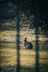 Blick durch einen Zaun: Hase