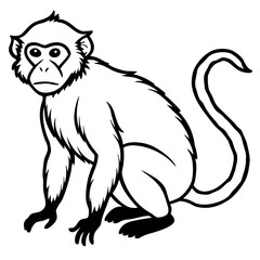 Obraz premium Crab-Eating Macaque Vector Art