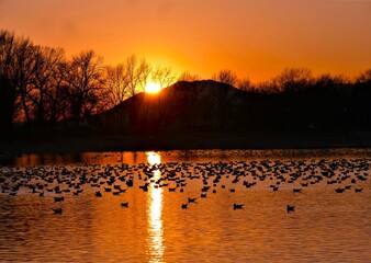 Flock of migratory birds fly above the lake in the orange sky in beautiful sunset, waterbirds, freedom, colorful backgroun