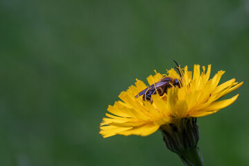 Biene auf einer L&ouml;wenzahnbl&uuml;te