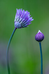 Petersilienbl&uuml;ten, geschlossen und ge&ouml;ffnet
