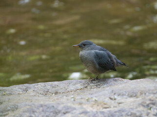 American Dipper, an Aquatic Songbird, Standing on a Boulder Above Fall River in Colorado
