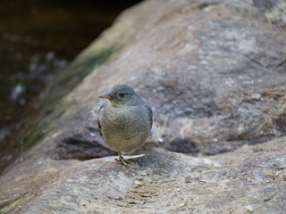 Close Up of an American Dipper Standing on One Leg on a Boulder Facing the Camera