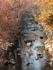 A stream of water flows through a forest with leaves on the trees