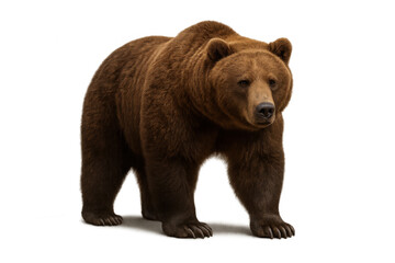 Fototapeta premium Brown bear walking forward, isolated on a transparent background, viewing the scene with a serious expression