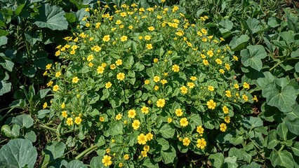 Fototapeta premium Cluster of yellow flowers surrounded by green leaves and plants.