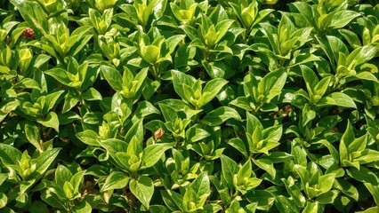 Fototapeta premium Lush green leaves of a plant or shrub with vibrant foliage. Green plants, nature, and leafy growth. The focus on healthy, dense vegetation.