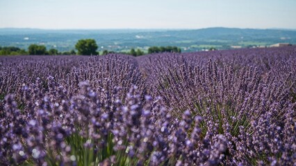 Obraz premium Lavender field in full bloom with purple flowers stretching across the landscape, under a clear sky and distant hills.