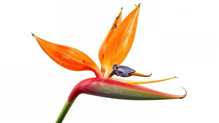 A bird perched on a flower with orange petals and a long pinkish-green stem.