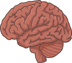 human brain vector illustration