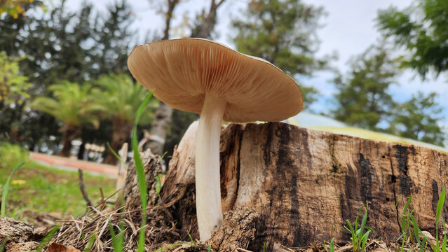 A shield mushroom (Pluteus sp.) growing on a rotting stump a tree in Mediterranean region in December