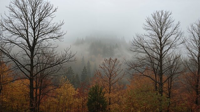 Autumn landscape with trees and foggy mountains in the background. Forest scene during fall season. The scene features leafless and colorful trees. - Powered by Adobe