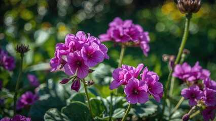 Obraz premium Purple flowers in bloom with green foliage in the background.