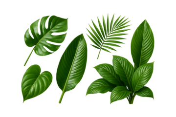 Various tropical leaves featuring glossy textures and distinct botanical shapes Isolated on a Transparent Background