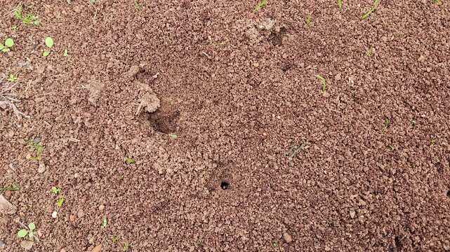 Messor (Harvester) ants are common in the warm Mediterranean region. They build soil mounds on park lawns, often stay active in mild December weather, and store seeds underground.