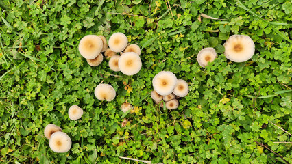 Small, brownish, milky coffee-colored mushrooms growing in clusters on park lawns after a few days...