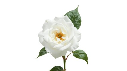 Obraz premium White flower with green leaves and a yellow center.