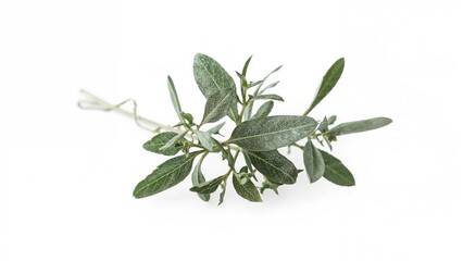 Obraz premium Fresh herb bundle with green leaves and stems, culinary and medicinal plant. Nature and gardening concept. Plant and foliage. The concept of herbs and natural remedies