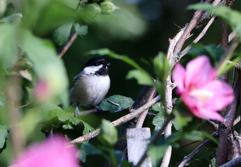 Black-capped chickadee perched on branch with pink blossoms © Lacy