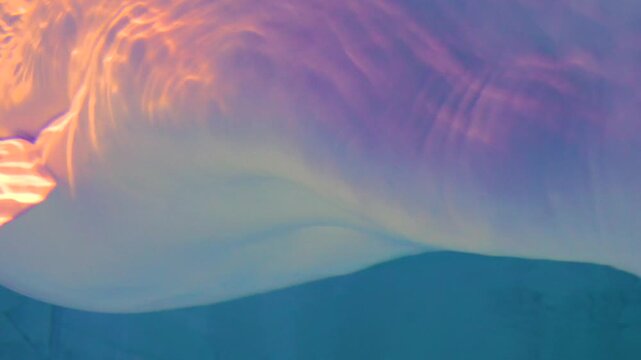 A close up shot of a Beluga whale's head and upper torso, floating underwater beside ice.