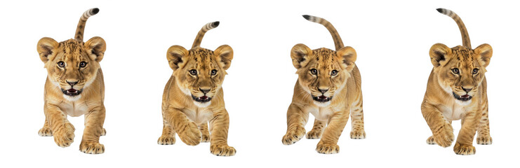 Lion Cub Panthera leo isolated on white background walking set baby predator animal wild cat feline mammal biology photography cutout graphic element asset high-resolution sharp focus macro © Jhon .FP