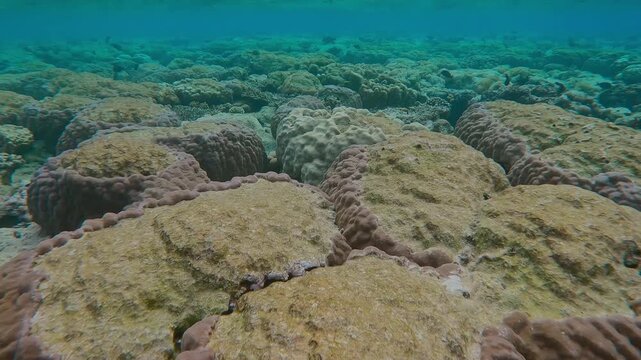 Forward movement over tops of multiple hard corals with bite marks inflicted by feeding Parrotfish on the flat-top on shallow coral reef