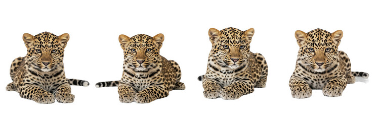 Leopard Panthera pardus isolated on white background cub set predator animal lying down calm feline wild cat mammal biology photography cutout graphic element high-resolution sharp focus macro wild