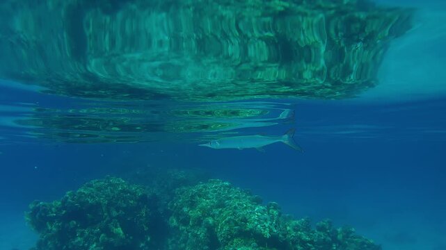 Close-up of a Full Beak or Red Sea Houndfish, Tylosurus choram swimming in blue water under a calm surface reflecting in it during daytime