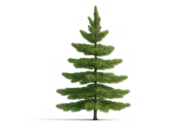 Green fir tree or pine tree developing new branches, a conifer growing in nature, isolated on transparent background