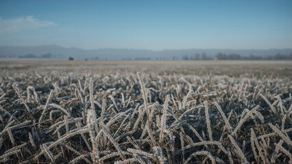 Frost-covered wheat field in the morning with a distant horizon and blue sky. Agriculture and nature, cold weather, farming scene.