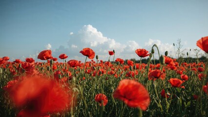 Obraz premium Field of red poppies under a blue sky with clouds in 2021
