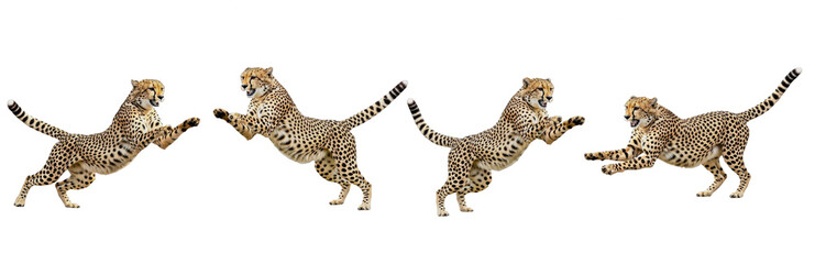 Cheetah Acinonyx jubatus isolated on white background predator set animal jumping leaping pounce feline wild cat mammal biology photography cutout graphic element high-resolution sharp focus macro © moqddam