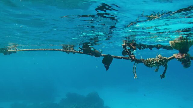 Group of Red Sea Sailfin Tang, Zebrasoma desjardinii eating organic growth from a buoy rope feeding microalgae on it under the surface of turquoise water