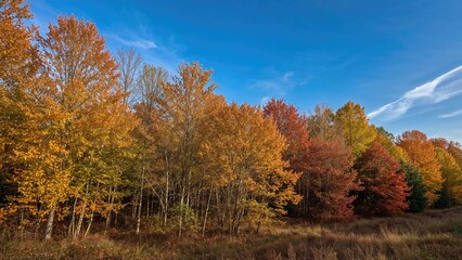 Fototapeta premium Colorful autumn trees in a forest landscape during daytime with a blue sky and a few clouds. Nature, trees, season, landscape, outdoors.