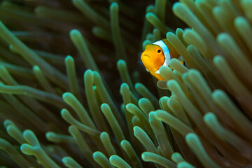 A clownfish hiding amongst teh tentacles of a sea anemone in Indonesia