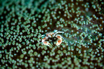A Porceline crab sitting in a sea anemone coral in Indonesia